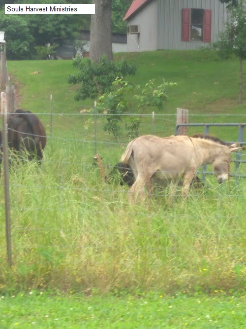 Souls Harvest Ministries