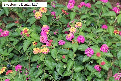 Sweetgums Dental, LLC