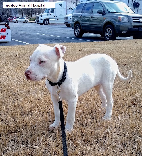Tugaloo Animal Hospital