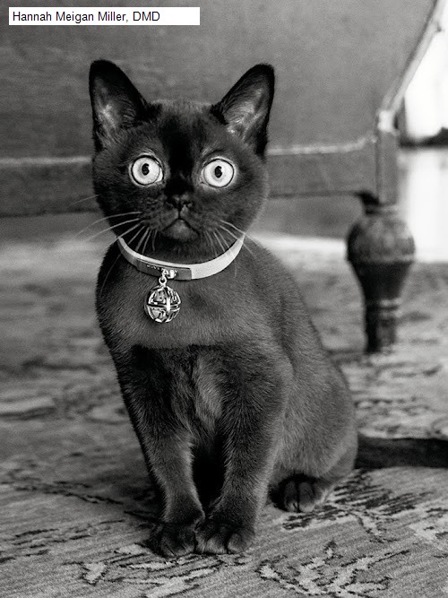 Hannah Meigan Miller, DMD