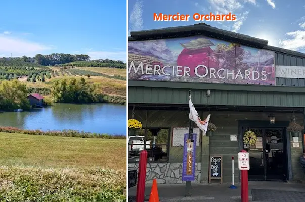 Mercier Orchards