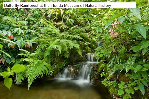 Butterfly Rainforest at the Florida Museum of Natural History