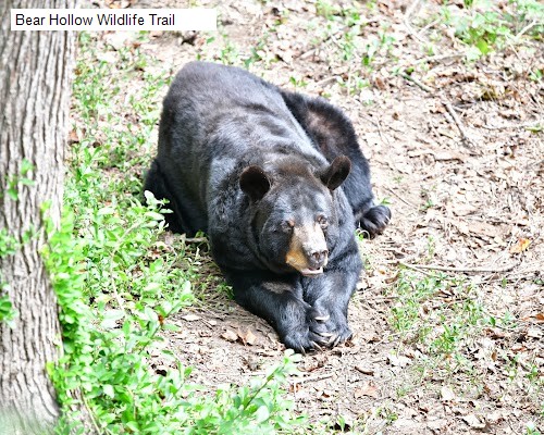 Bear Hollow Wildlife Trail