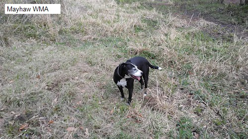 Mayhaw WMA