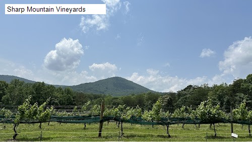 Sharp Mountain Vineyards