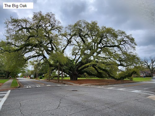 The Big Oak