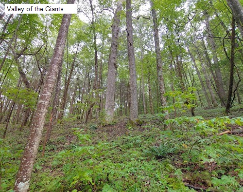 Valley of the Giants