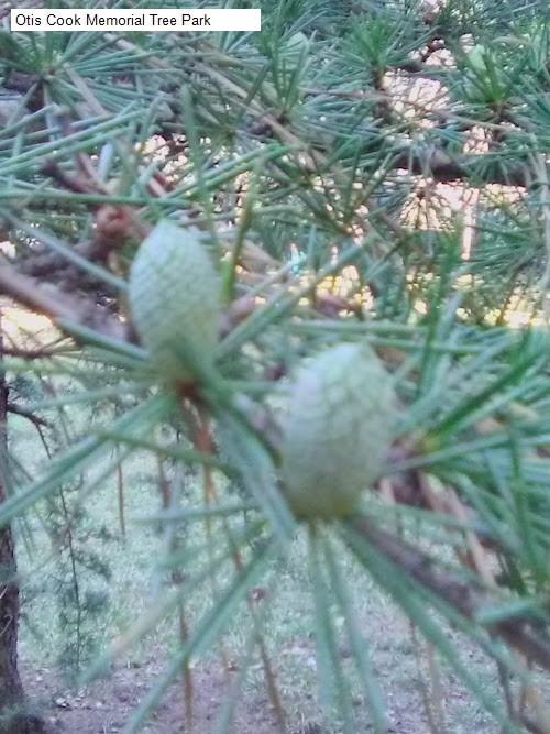 Otis Cook Memorial Tree Park